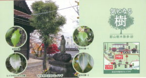 ‼️相木千栞‼️山取り枯木ヒイラギ 相木千栞‼️山取り枯木ヒイラギ ヒイラギ - 街の灯 こおりやま